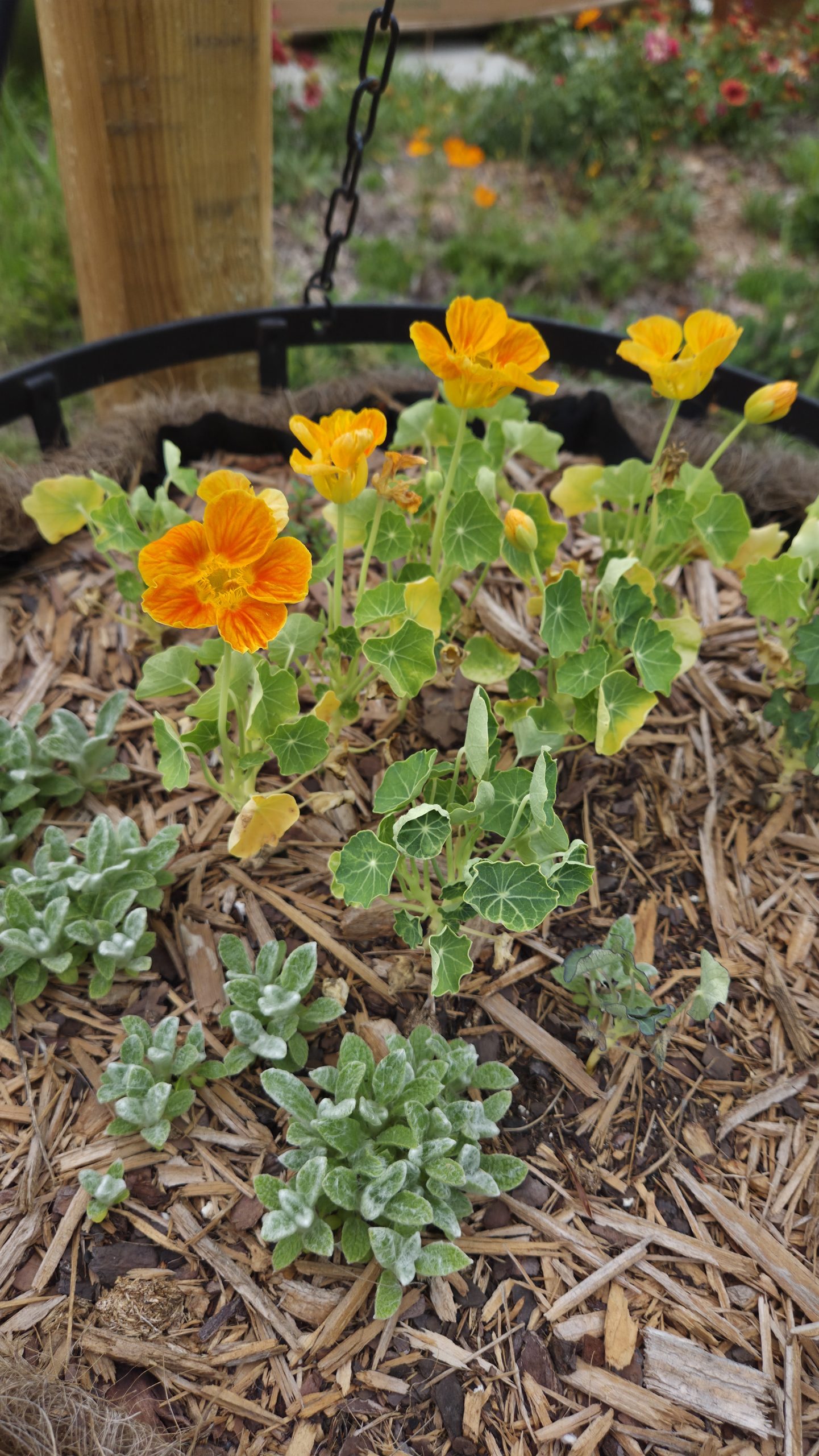 nasturtium whirlybird gold and mint in large hanging basket