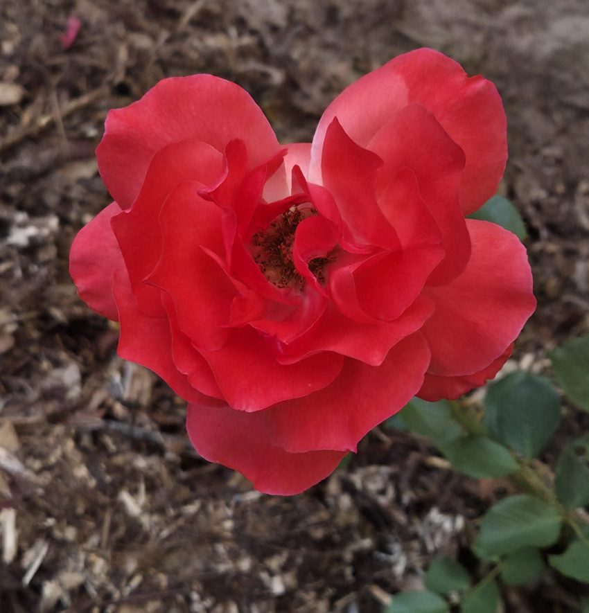 coral colored rose with petals in the shape of a heart in a garden bed
